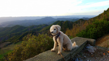 Mountain Dog and a Towering View